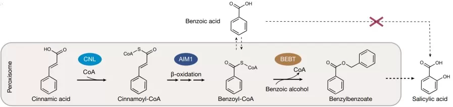 Understanding of plant SA biosynthetic pathways